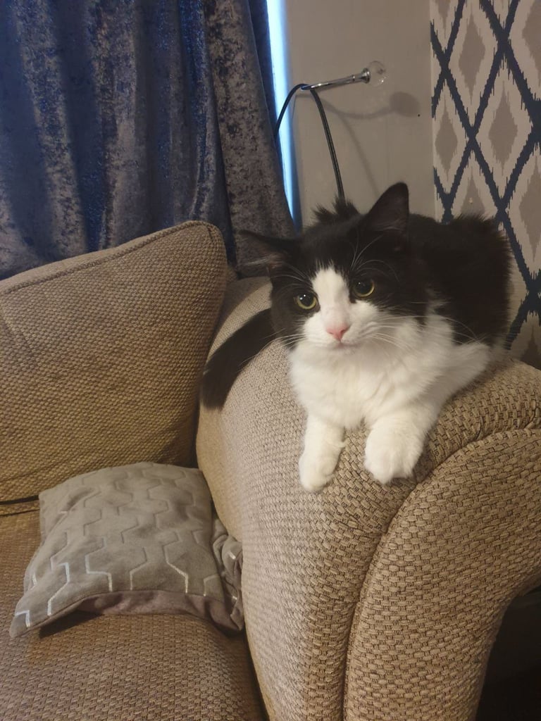 I have a min con cat need a new home 