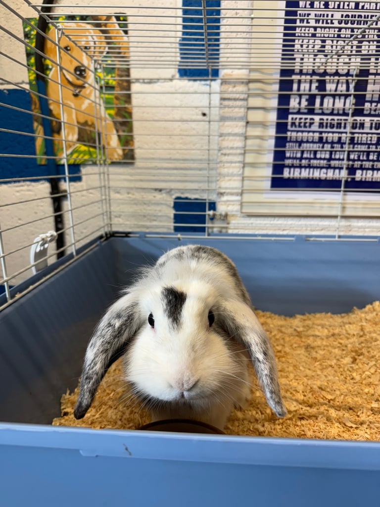 Female lionlop rabbit for sale 