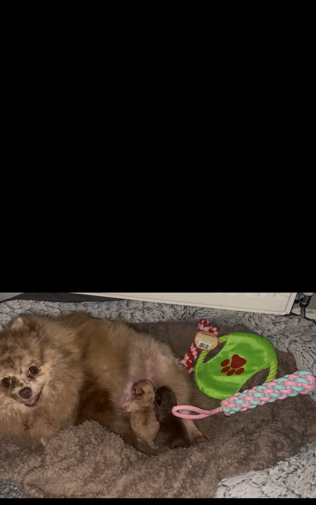 Pomeranian girl and boy puppys