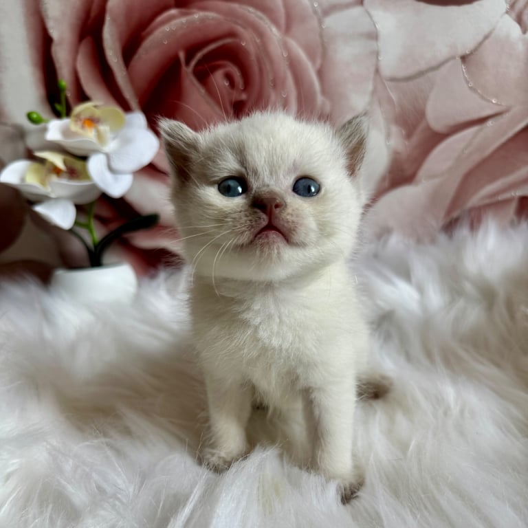 British shorthair kittens 