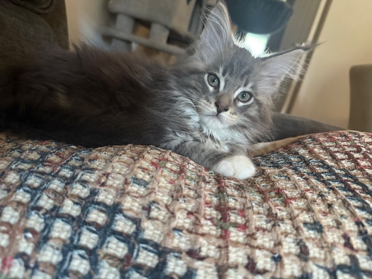 Pedigree Tica registered fluffy XL Main coin kittens 