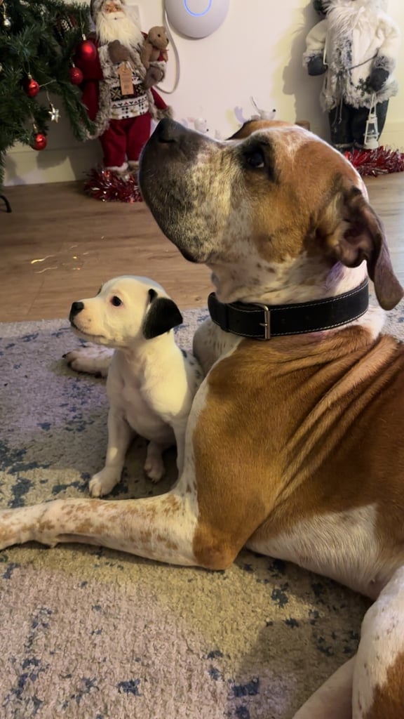 Beautiful American Bulldog Bonnie 