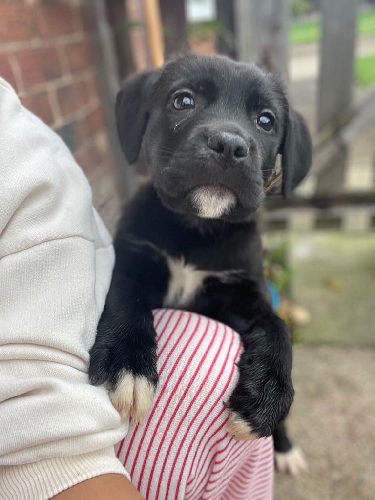 2 Gorgeous Female Cane Corso x Mastiff