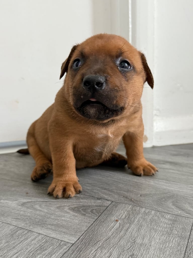 Mastiff x  puppies 