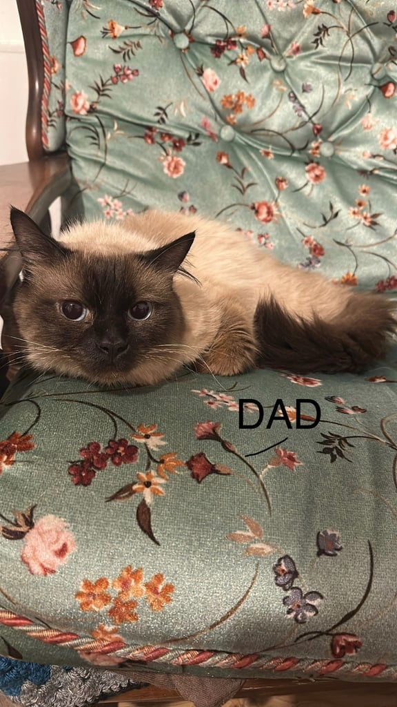 Beautiful male Ragdoll kitten - 8 weeks old