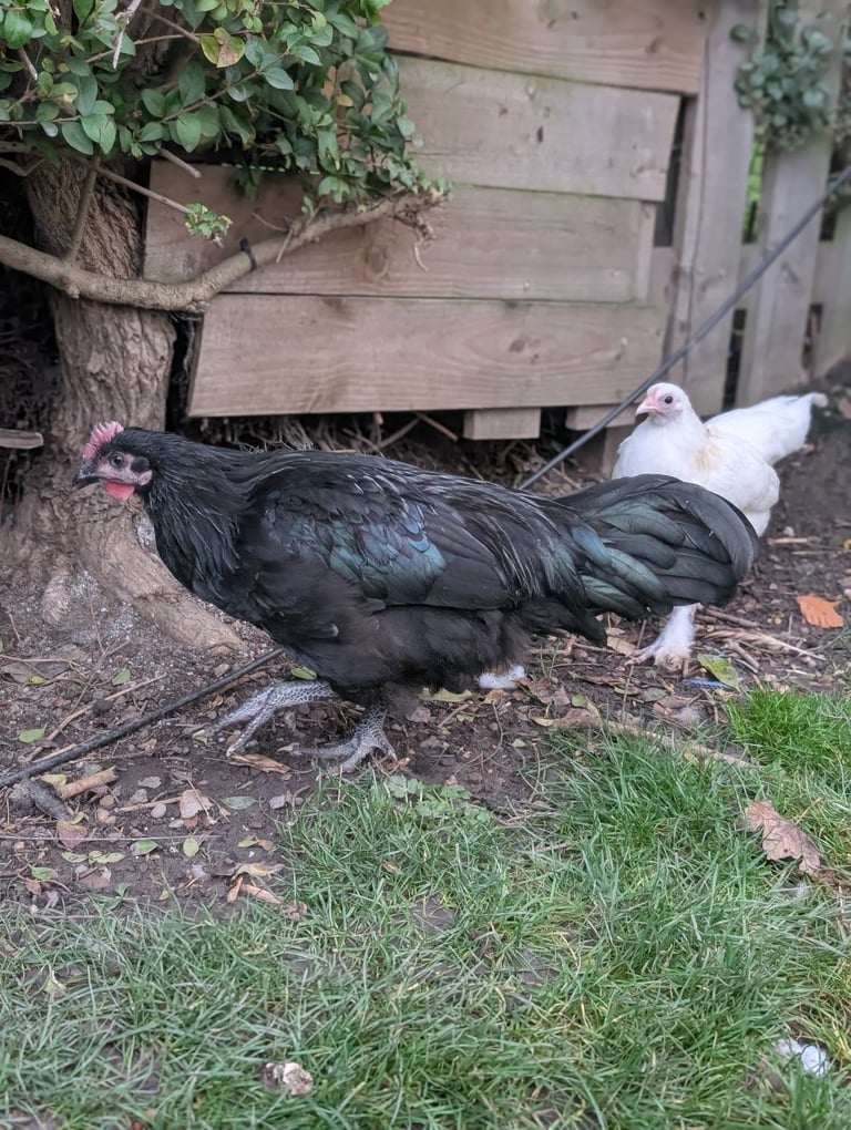 Black Scottish Dumpy Rooster