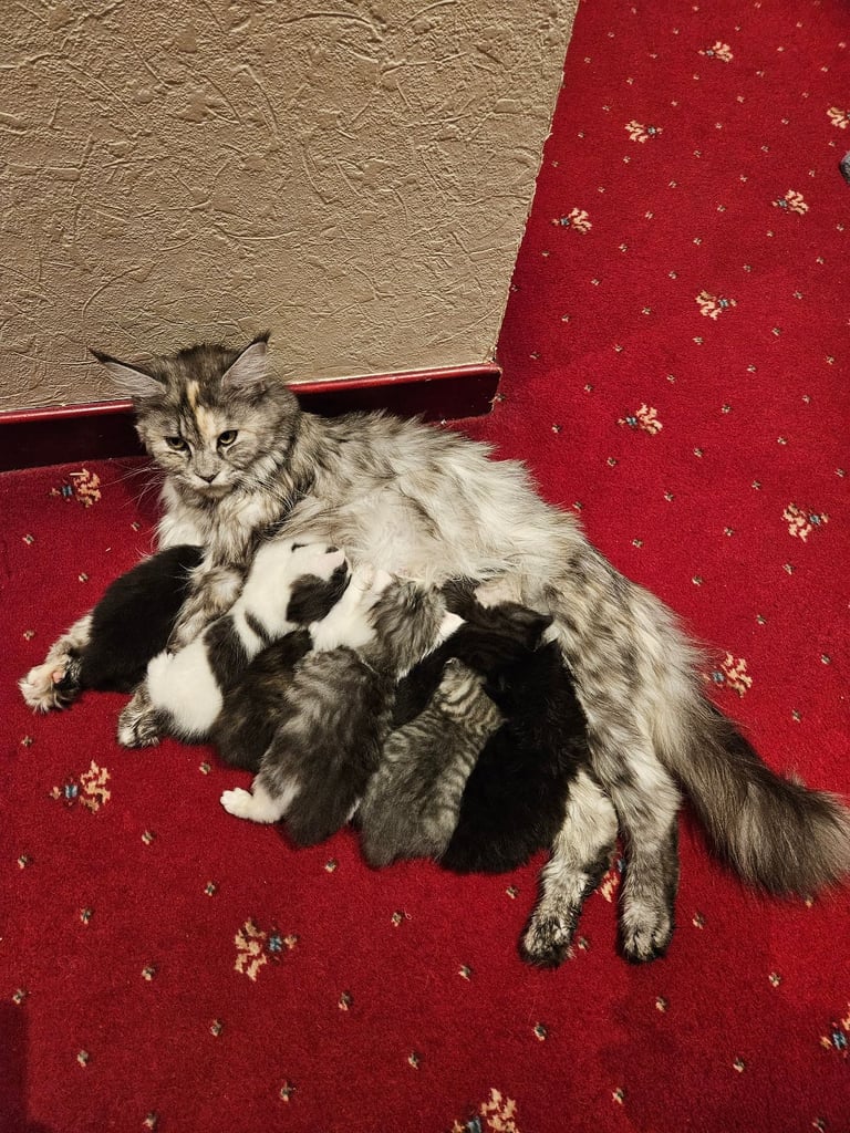 Kittens For Sale - Maine Coon Mother 