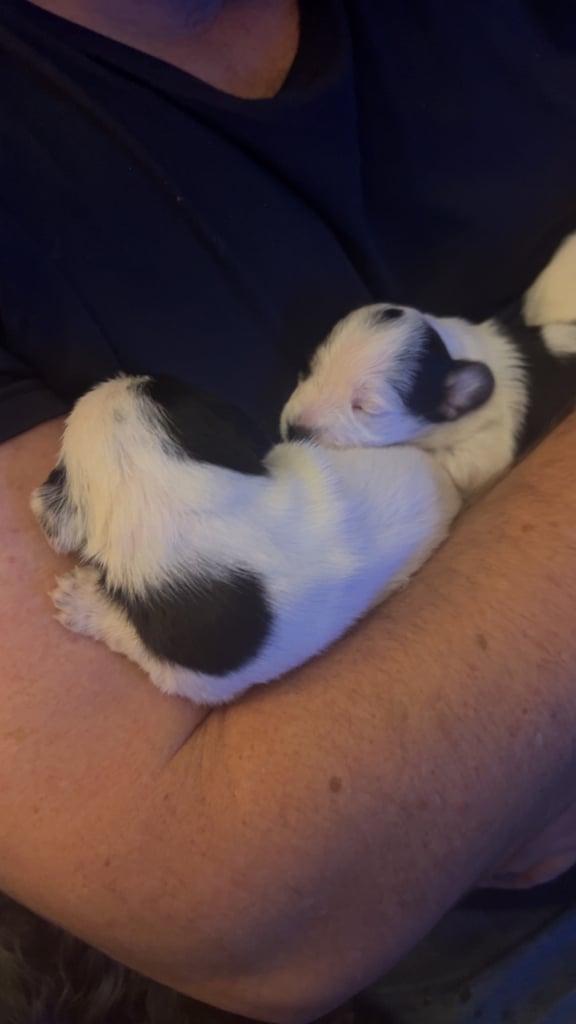 Beautiful Jackapoo Puppies 