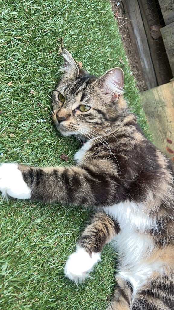 image for *1 year 5 months* half Norwegian forest cat