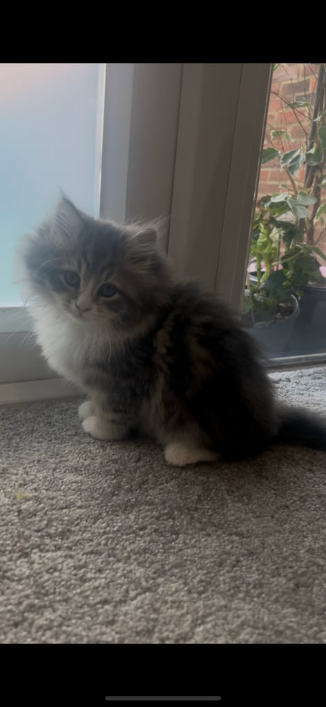 SIBERIAN KITTEN
