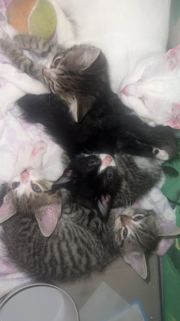 4 Kittens ready now