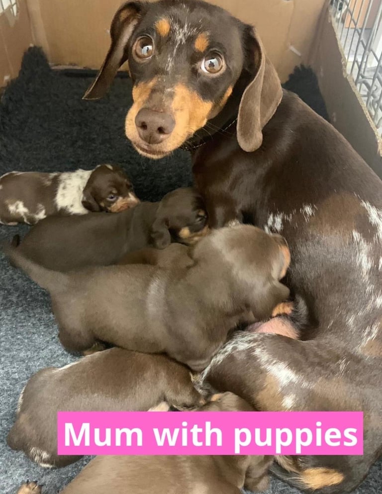 Miniature dachshund puppies *READY TO LEAVE*
