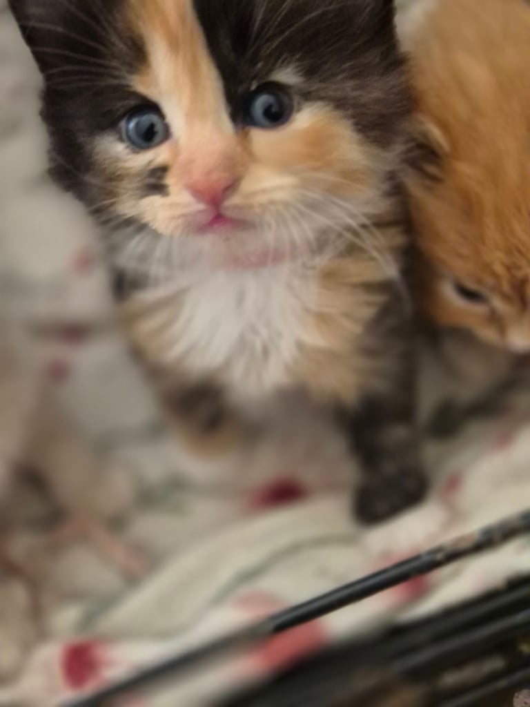 3 rag doll.x ginger white mixed breed 