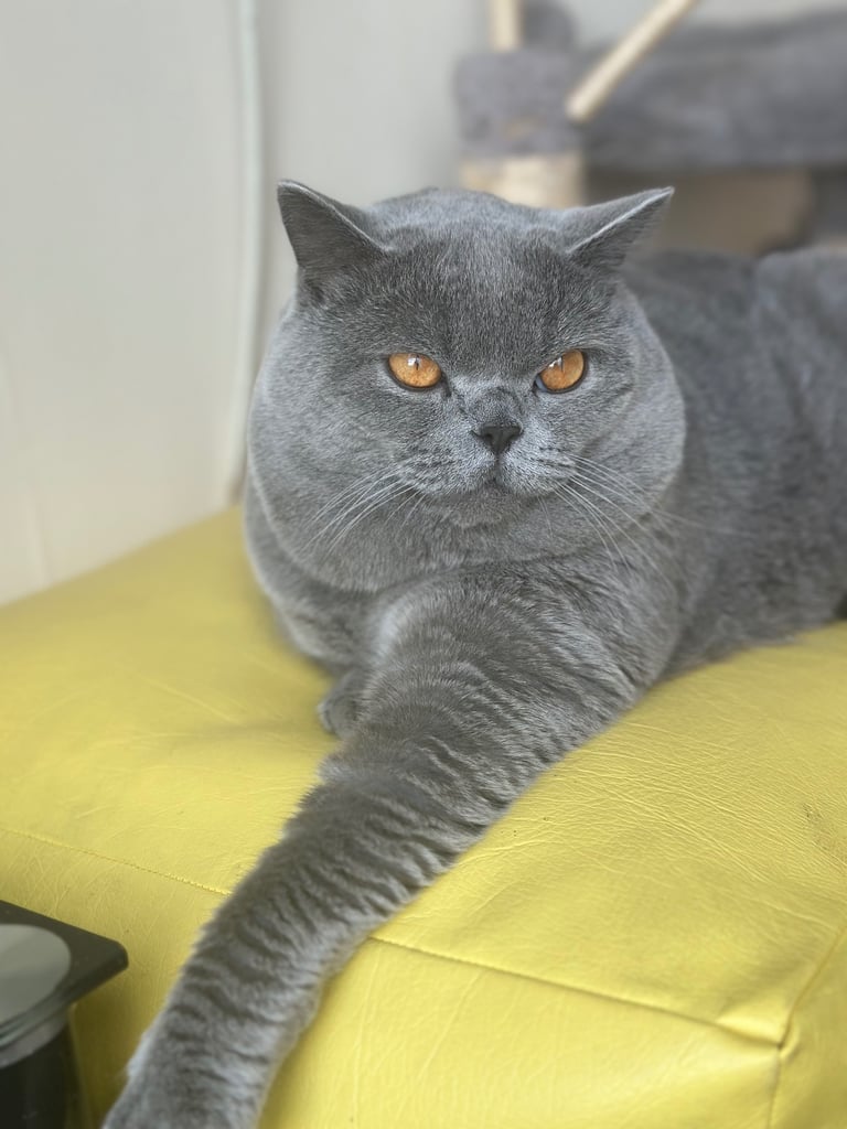 British shorthair male