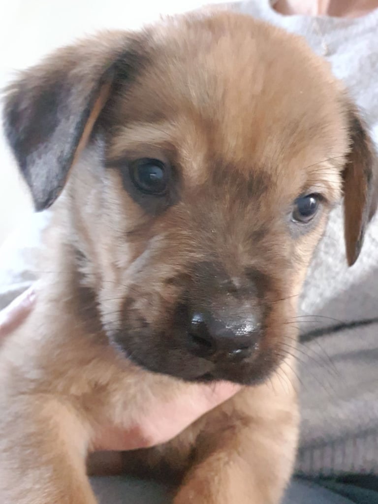 Labrador puppies mix with rottweiler 