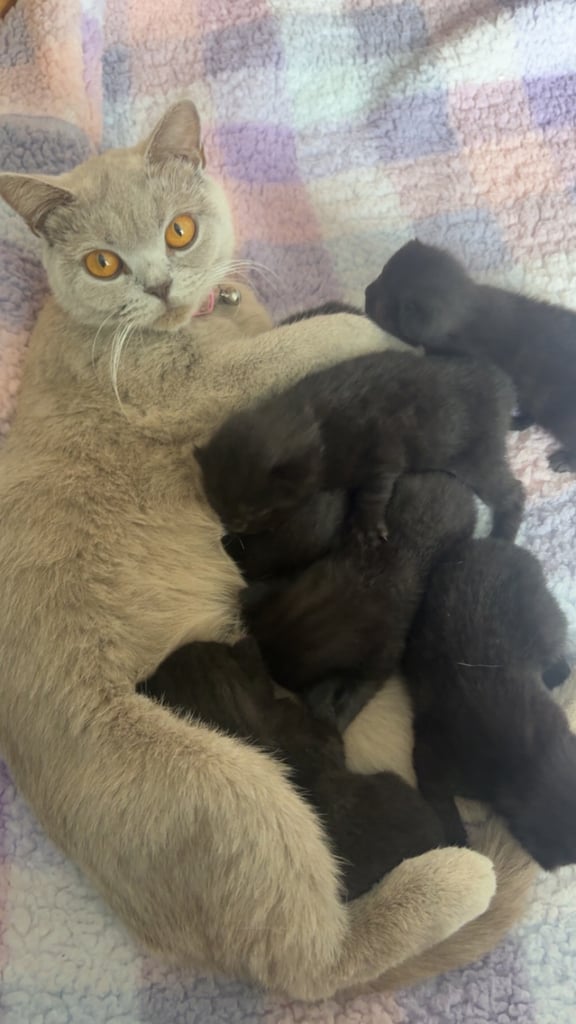 X breed bsh kittens 2 Little boys left   PRICE REDUCED 