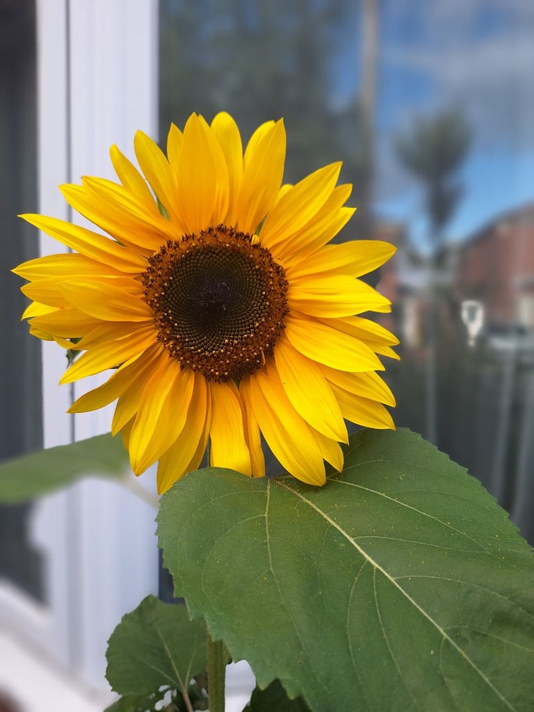 Professional family looking for 3bed house