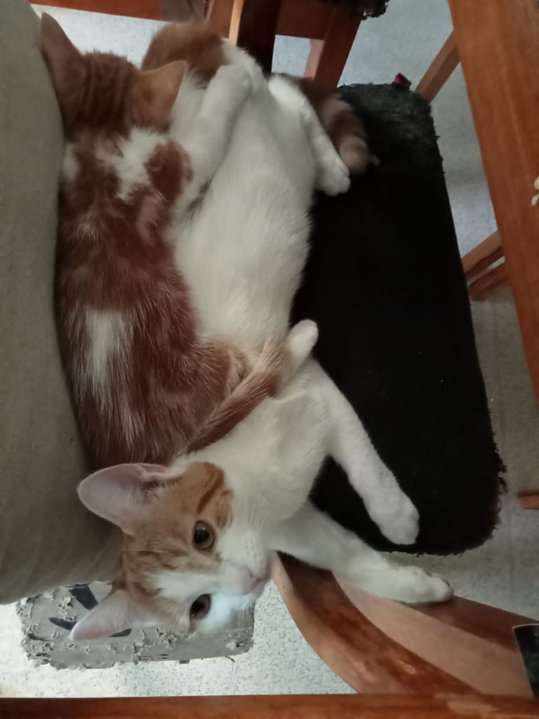 4 very beautiful,  adorable,  cute kittens for sale