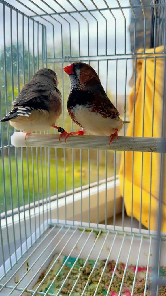 4 PAIRS OF GOOD SIZED ZFS RUNG ZEBRA FINCHES