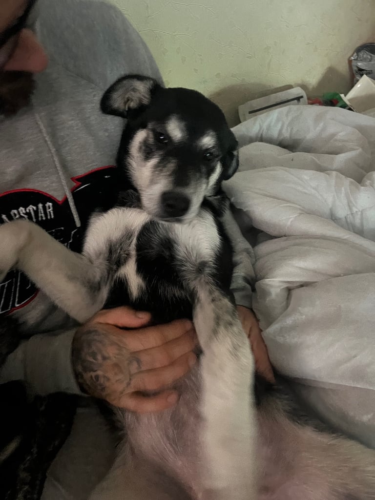 2 female pups - £500 each