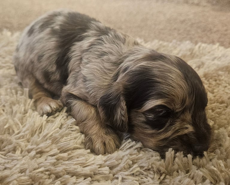  6 very beautiful/healthy F1 cockapoo’s. 3 girls 🩷 3 boys 🩵