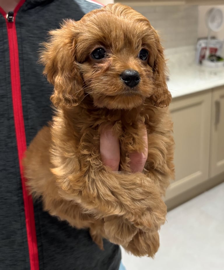 Cavapoo pups for sale 