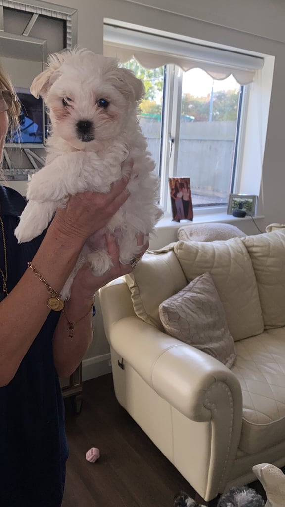 Korean maltipoo puppies for sale 