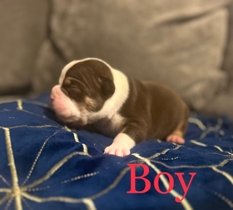 Olde English bulldog puppies 