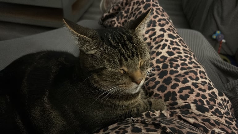 Missing cat Coleraine 