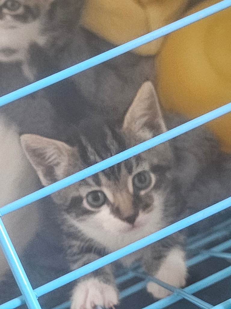 Pure white ! And Beautiful blue eyed tabby kittens for sale 