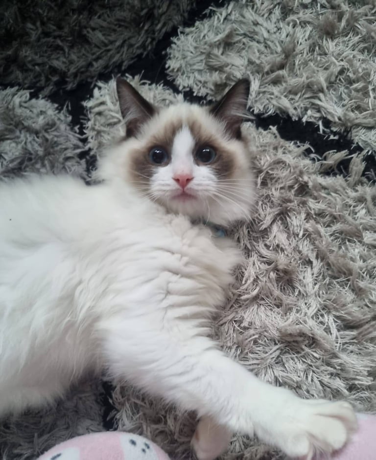 5 month old male ragdoll vaccinated microchipped flead and wormed kitten 