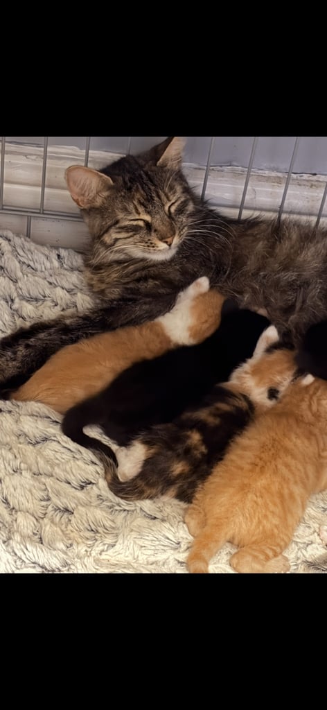 6 kittens looking for there forever homes 