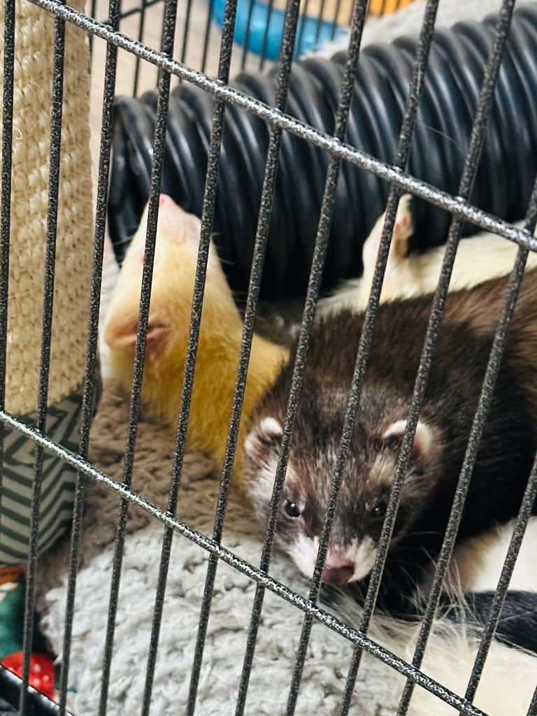 3 male neutered ferrets 