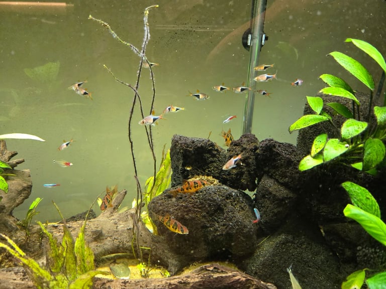 Tropical fish, need rehoming.