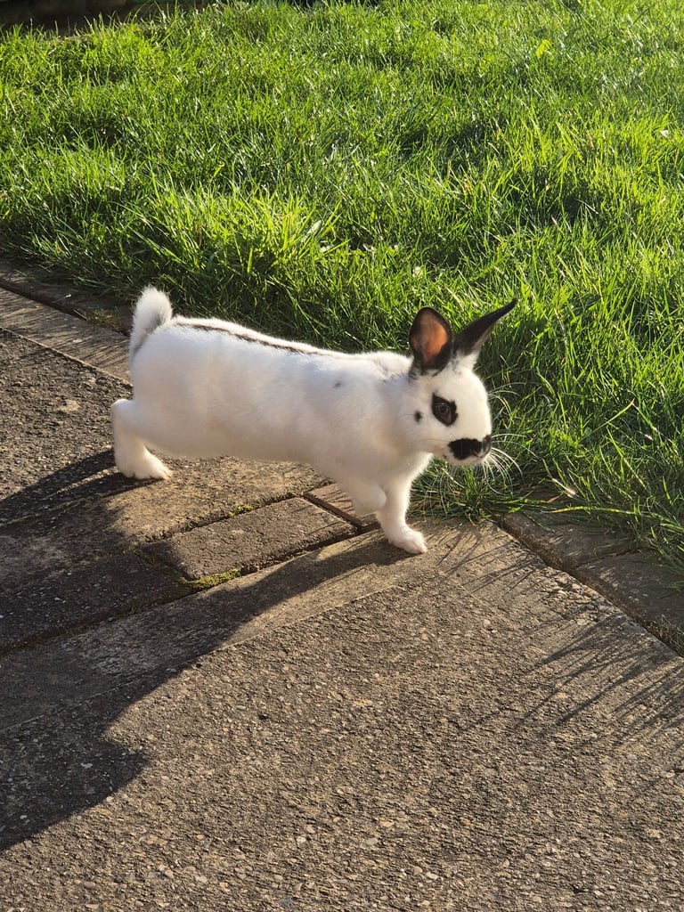 Neutered male rabbit 