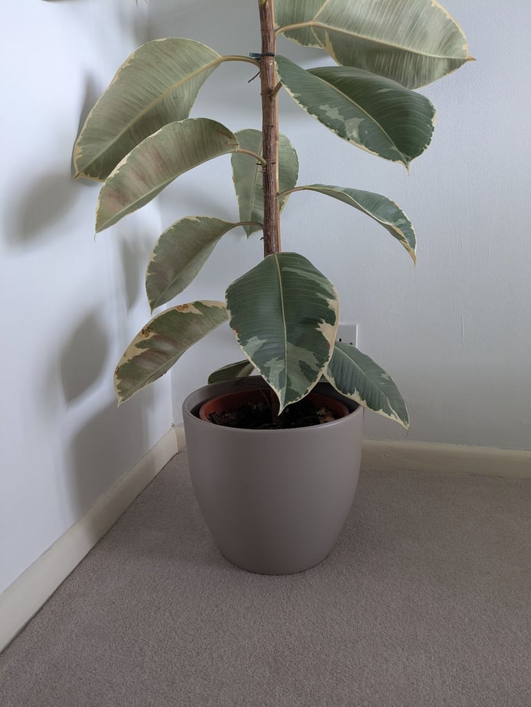 Tall Rubber Plant including pot, indoor plants, easy care 