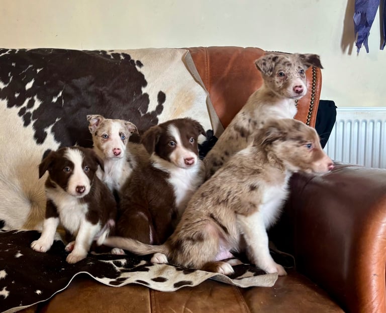 image for Stunning Merle Border Collie puppies.