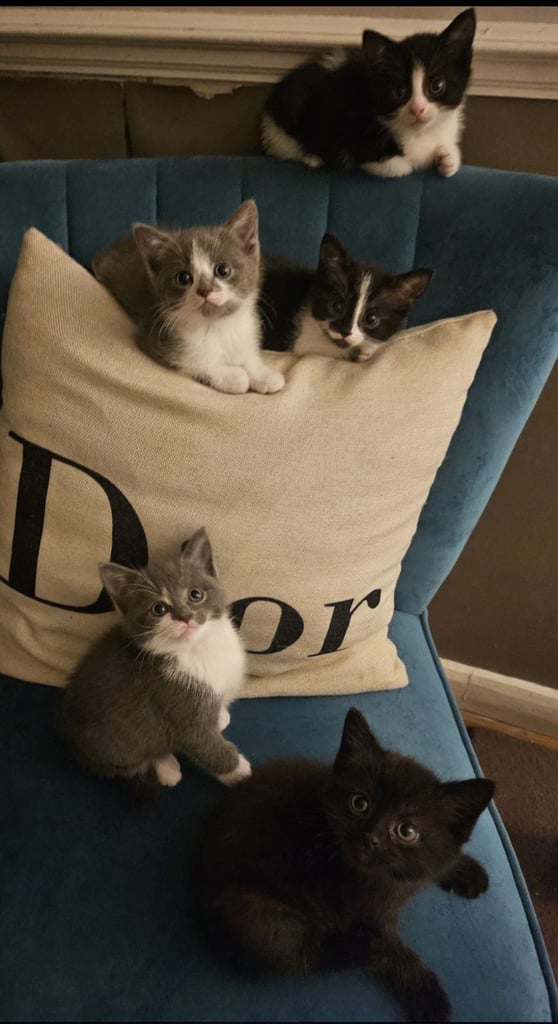 Beautiful British Short haired mixed breed kittens 