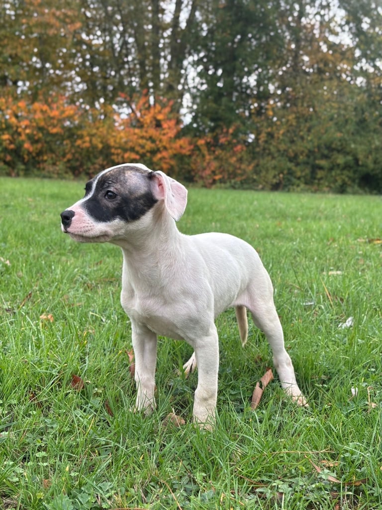 Staffy puppy