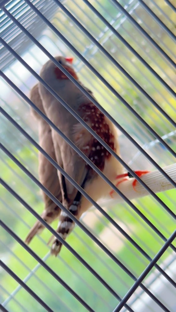 4 PAIRS OF BIG EXHIBITION SIZED CLOSE RUNG (ZFS) ZEBRA FINCHES