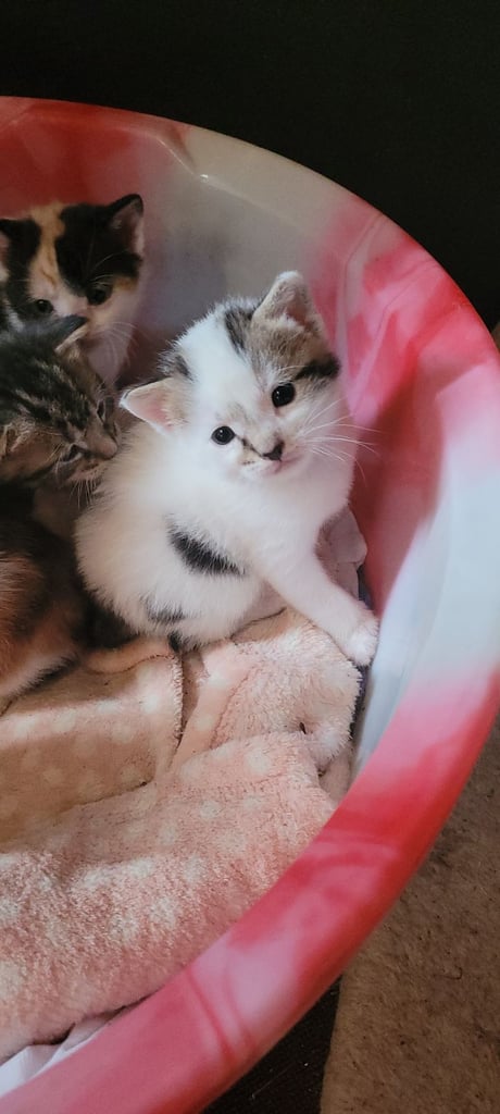 Beautiful kittens looking for their forever families 