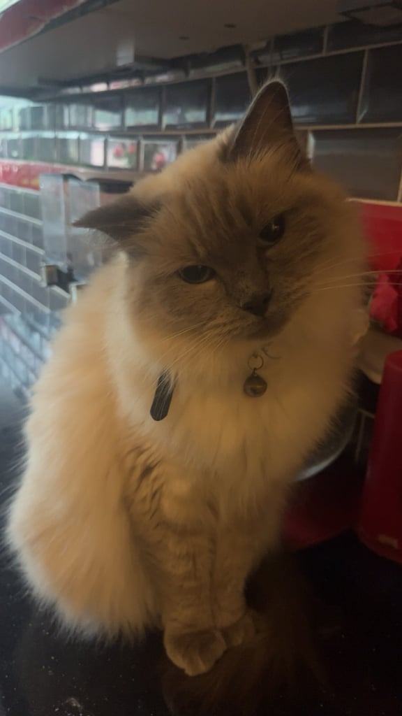 image for Pure breed female ragdoll cat 