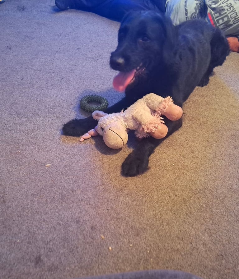 image for Labradoodle x lab 