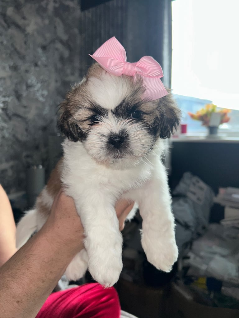 Now only 2 beautiful shichon puppies remaining 