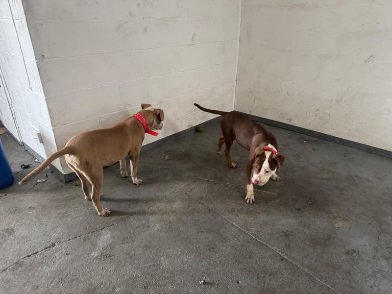 American bully Cross breed 