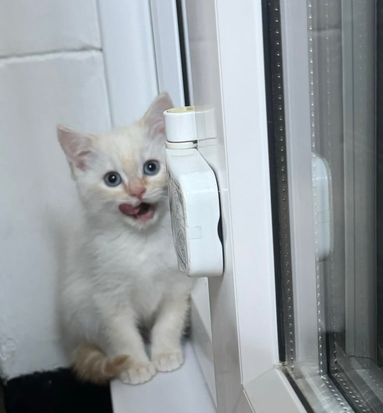 Flame point shorthair kittens 