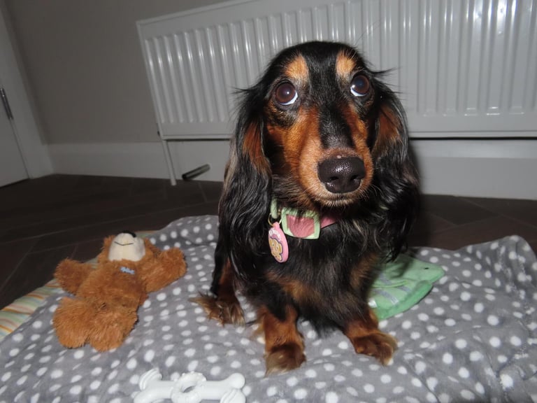Our Last Little Lady – Black & Tan Miniature Long-Haired Dachshund 🐾