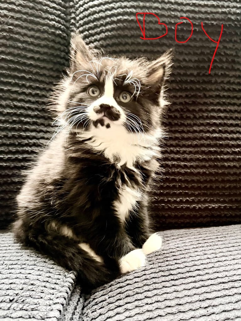Hypoallergenic Siberian/Main coon mix kittens 