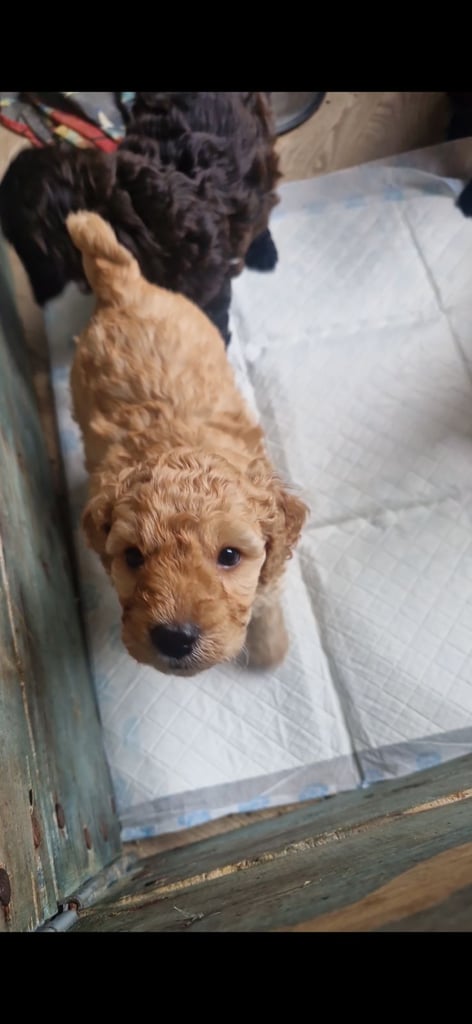 Cockapoo pups (K2)