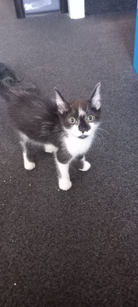 2 Black and white kittens 